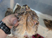 Got some 4&ndash;5 week old Coturnix quails looking for a new home