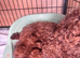 Red Cavapoos