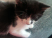 2 beautiful kitten looking for forever homes