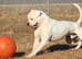 American bulldog puppy