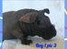 Beautiful bonded baby brothers skinny pigs