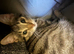 12 week old Kitten bengal parent