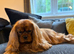 KC Reg Health Tested Proven Cavalier King Charles STUD