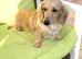 Two adult female Miniature Dachsund cream longhaired