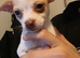 Teacup chihuahua
