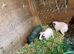 Assorted Skinny pigs for sale 2026