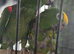 Yellow headed amazon's