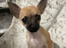 Chihuahua for sale