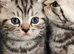 Beautiful GCCF silver and black tabbies.
