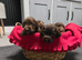 KC REG WORKING COCKER SPANIELS