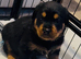 3 gorgeous full pedigree Rottweiler boys left