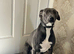 Bull greyhound Lurcher