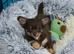 Gorgeous male Chihuahua