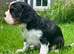 Outstanding male tricolour pup from health tested kc parents