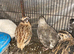 Jumbo quail fertile eggs