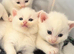 VET CHECKED British Short hair kittens BSH