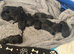 KC German shepherd puppies