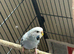 Budgies