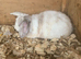 New Zealand x lop buck