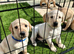 2 Goldador Puppies for Sale