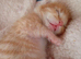 3 beautiful Calico x Tortiseshell kittens