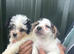 Beautiful bichion X Jack russle pups