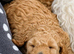 Beautiful Parti Toy Poodle Puppies – 1 Boy & 1 Girl Available