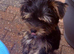 Beautiful Girl Yorkshire terrier pups