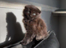 Scottish folds and Scottish Straight for sale