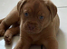 mastiff puppies