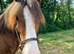 Welsh D Chestnut Gelding
