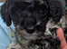 Miniature Poodle Puppies (Blue Merl & Black)