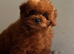 Asian Maltipoo girl 7month
