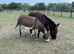2 x Miniature Donkey Geldings