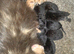 3 kittens available, 13 weeks old