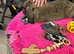 Gorgeous, friendly Giant French Lop