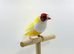 Stunning yellow Gouldians