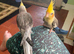 Silly tame male baby cockatiel