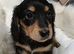 Miniature Dachshund Puppies KC Registered