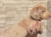 Pet priced miniature dachshunds