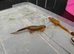 Italian Alpine Newt for sale