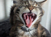 Mainecoon