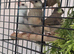 Java finch sparrows