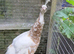 Yearning  Cameo / Lavender Pied Peahen &ndash; Rare Colour Mutation