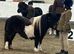 Mini Shetland mare