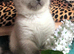 Purebred Colourpoint BSH kittens / blue point , lilac point