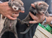 Ferrets for sale