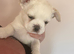 Fluffy frenchie
