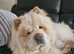 Male and female chow chow for sale must go together