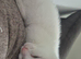 11 week old kitten